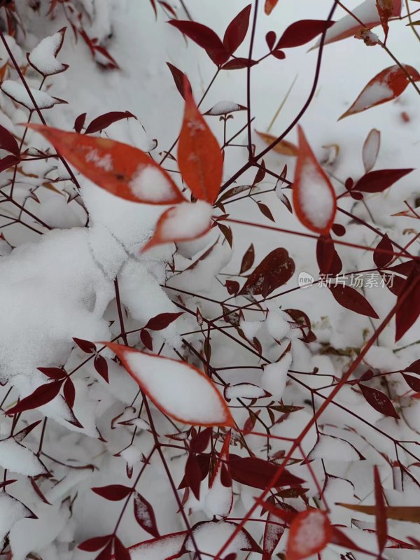 雪中红色枝叶特写