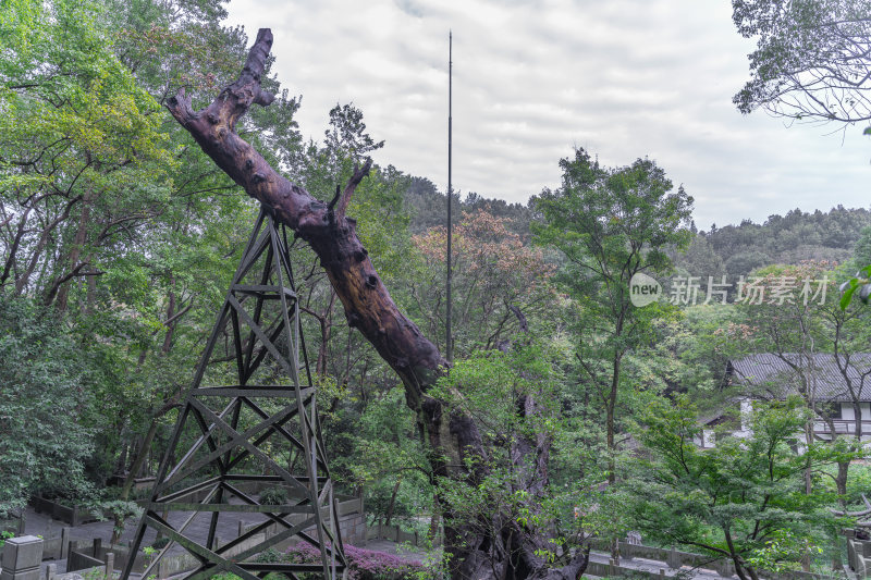 杭州三台山法相唐樟千年樟树