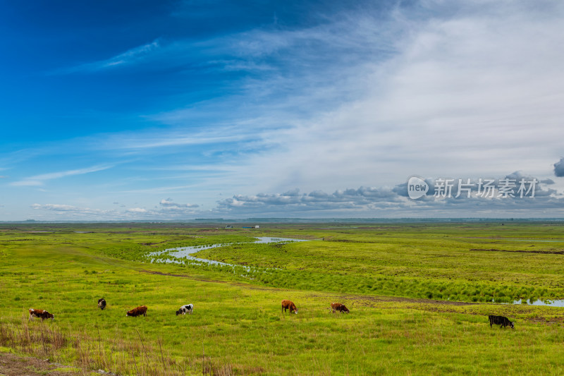 大庆杜尔伯特蒙古族自治区嫩江旁湿地草场牛