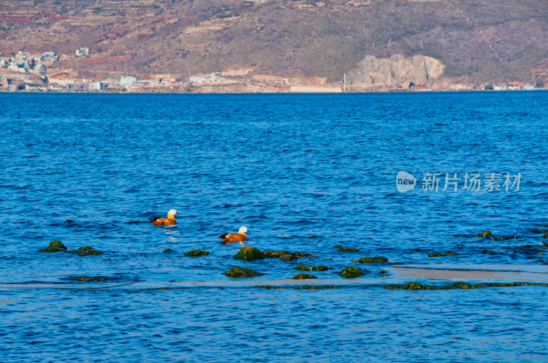 云南大理洱海蓝天湖泊与水鸟候鸟