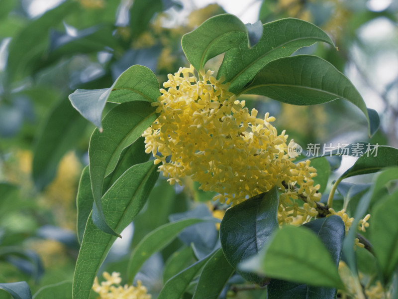 上海桂林公园的桂花树