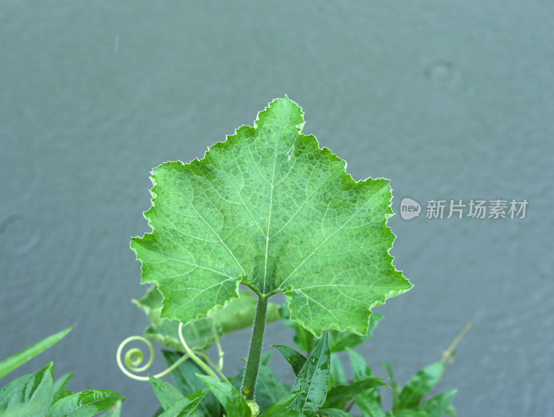 下雨天的湖面和湖面上的绿色树叶叶子