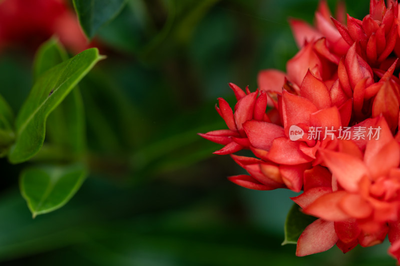 上海辰山植物园龙船花微距特写