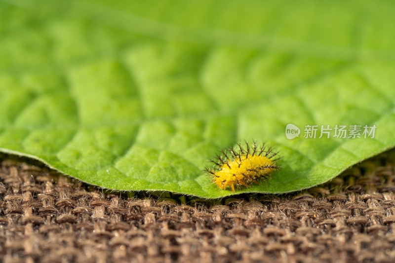 绿叶上的迷你小洋辣子