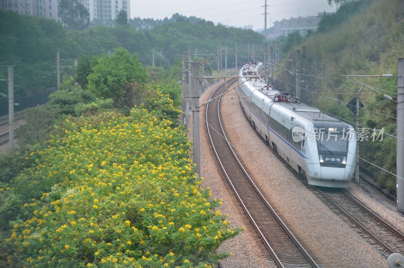 广东东莞：和谐号动车组从黄槐树旁边经过