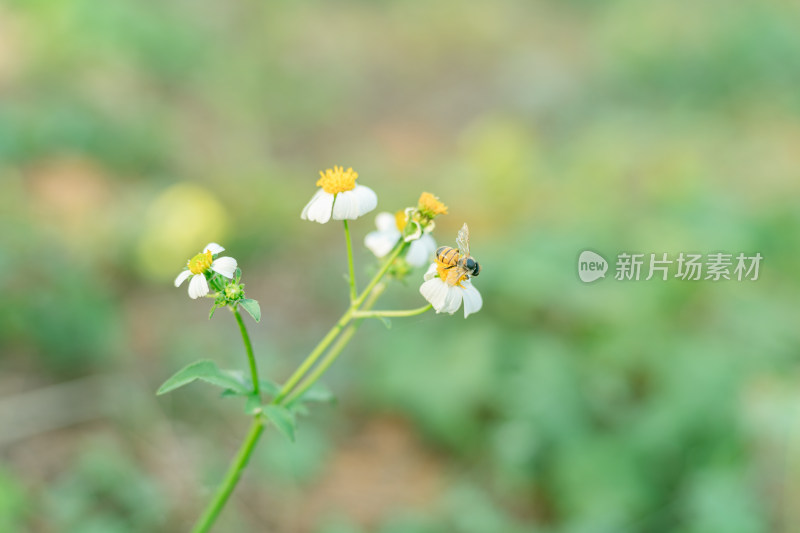 蜜蜂在花上授粉的特写镜头