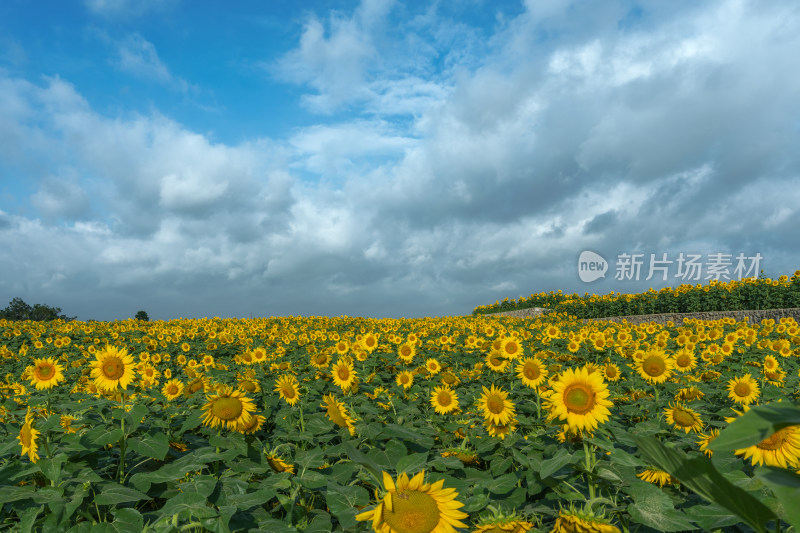 贵州高原向日葵花海