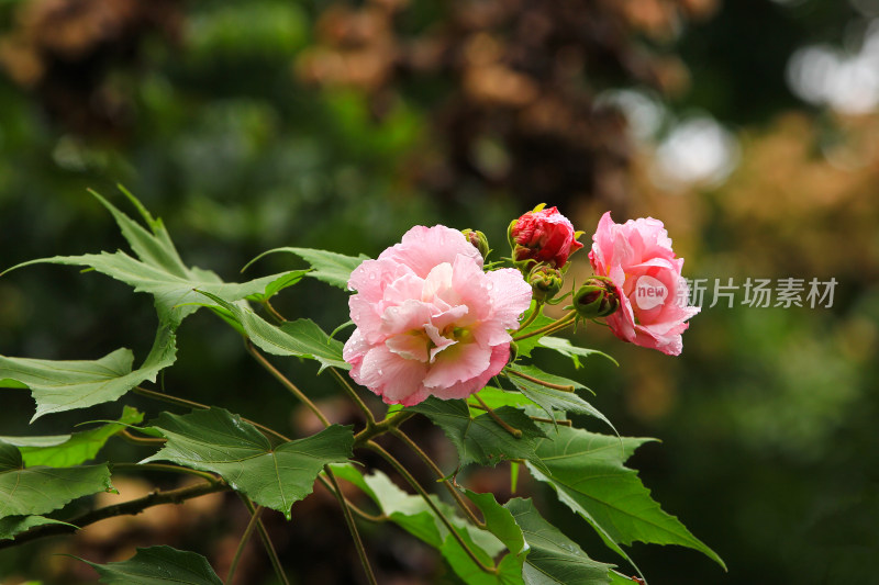 秋天盛开的成都市花芙蓉花