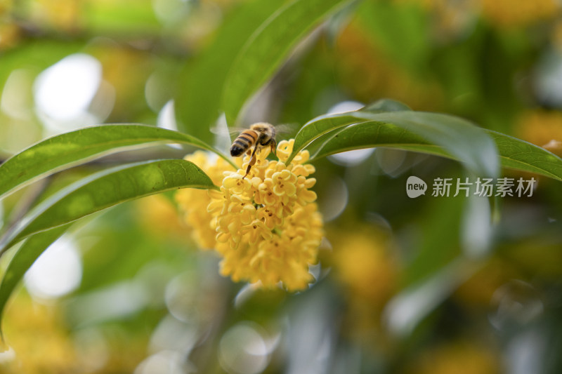 蜜蜂在桂花上采蜜