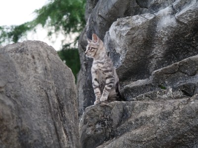 岩石上的狸花猫侧头张望