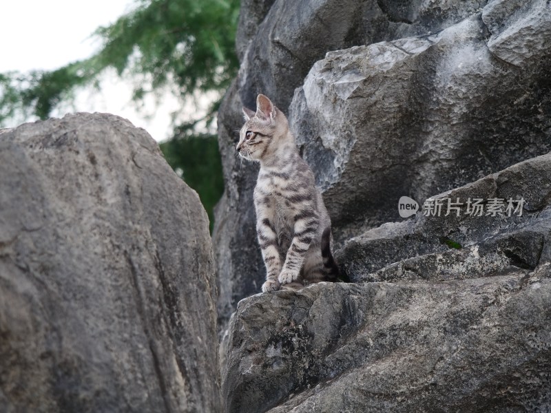 岩石上的狸花猫侧头张望