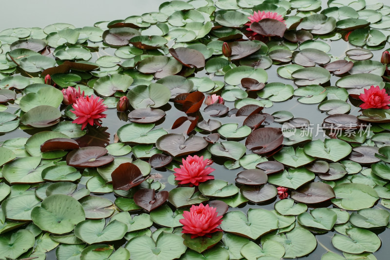 北京国家植物园睡莲