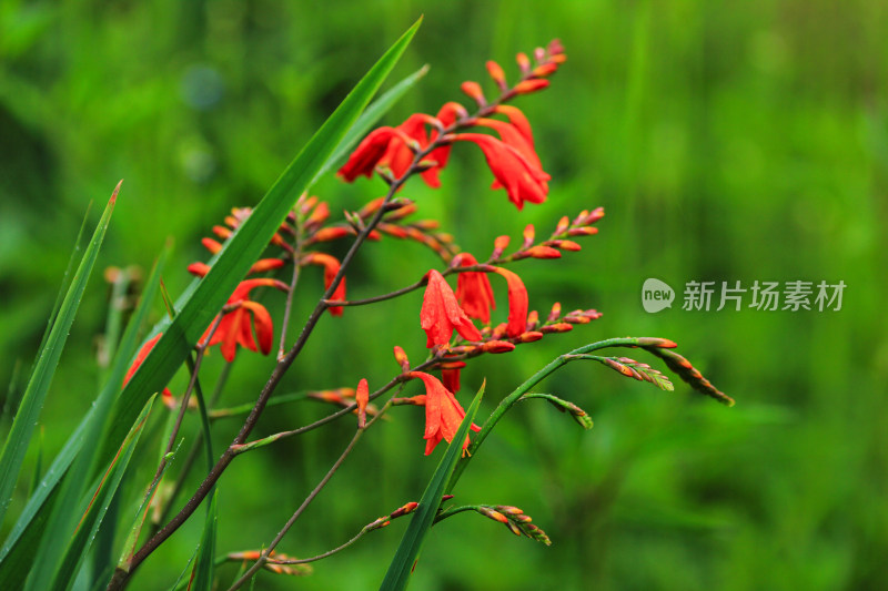 雄黄兰植物红色小花