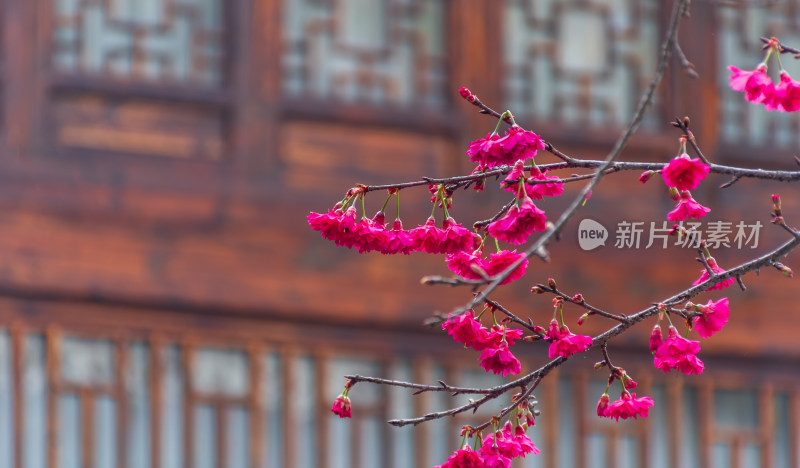 古建筑前绽放的粉色花朵