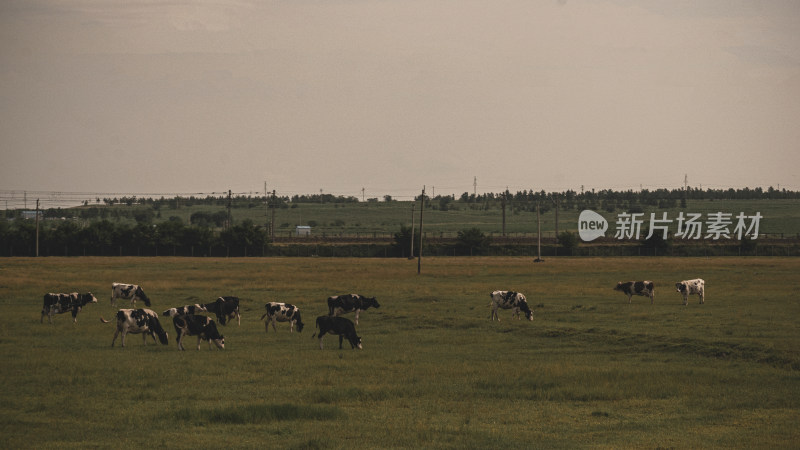 呼伦贝尔大草原的牛群