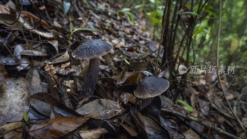 森林里正在生长的黑色蘑菇