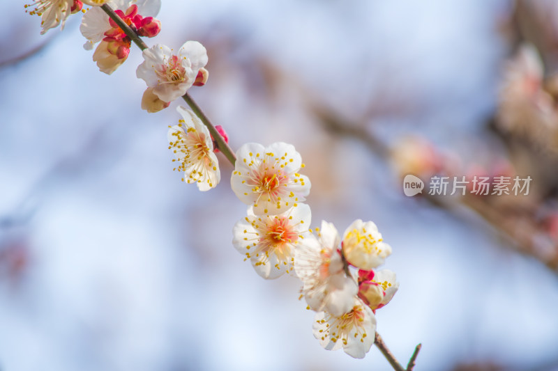 枝头绽放的梅花与含苞待放的花骨朵