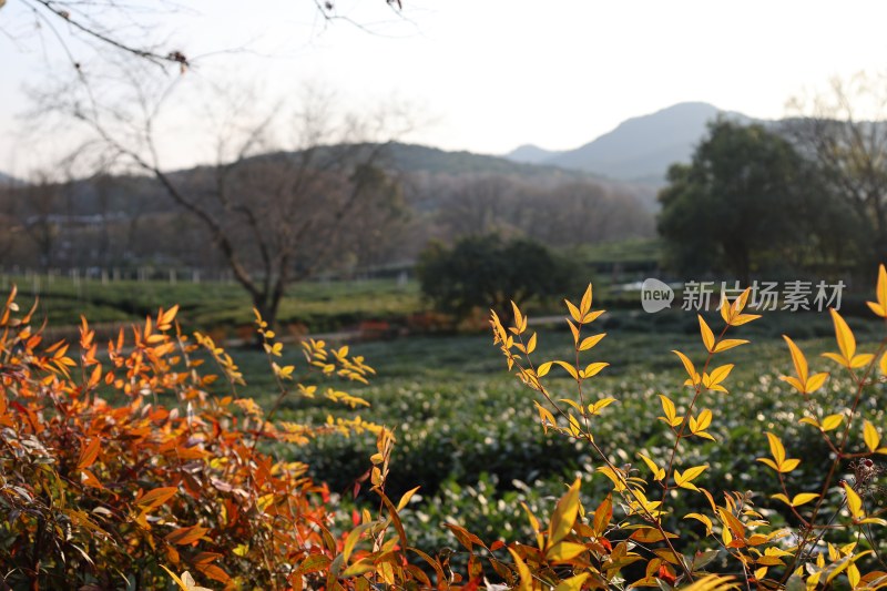 山野间色彩斑斓的植物景观