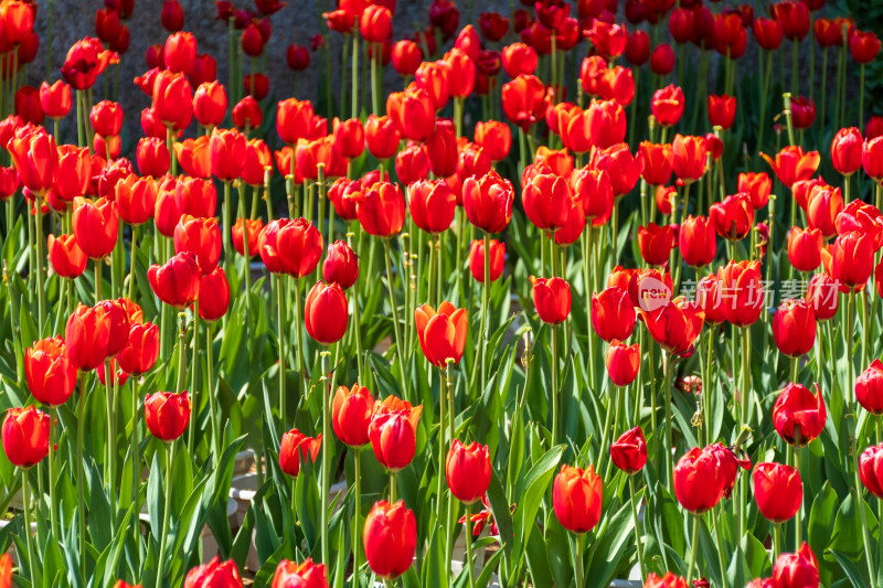 大片郁金香花海景观