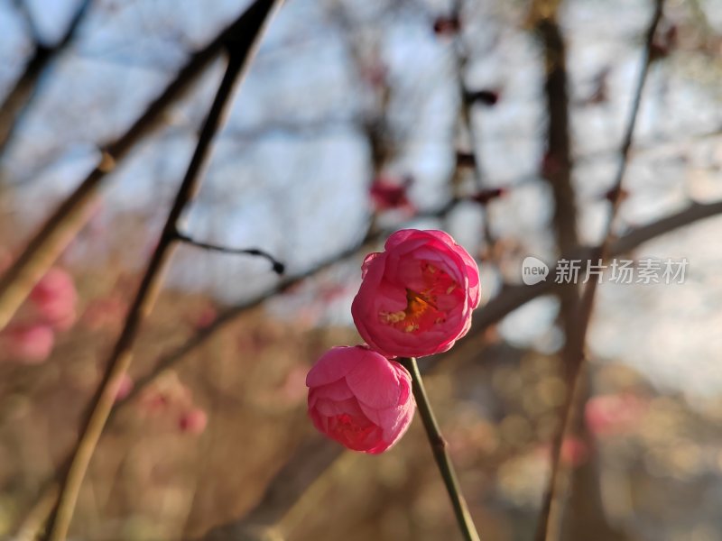 粉色梅花枝头绽放的唯美景象