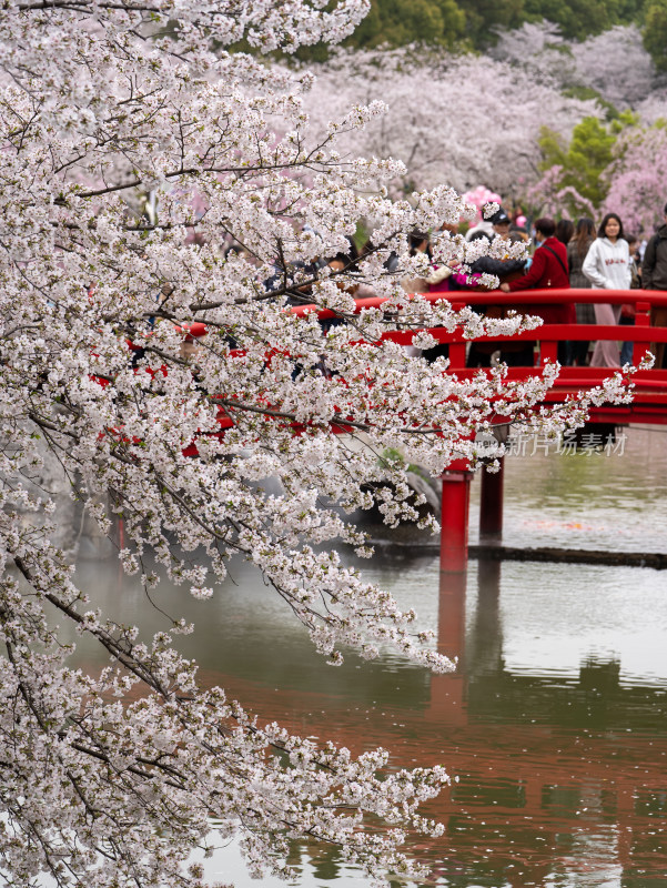 武汉东湖樱花园赏樱花的游客
