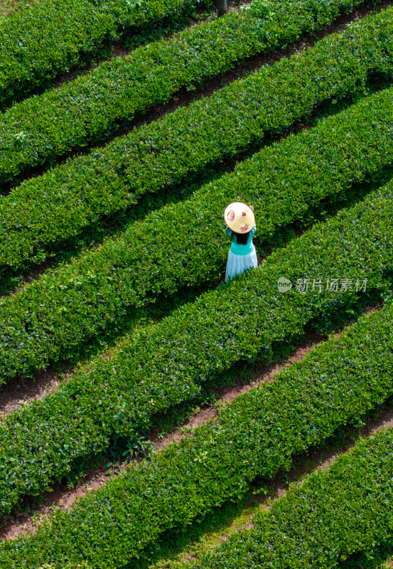 春天的长沙乌山茶场航拍