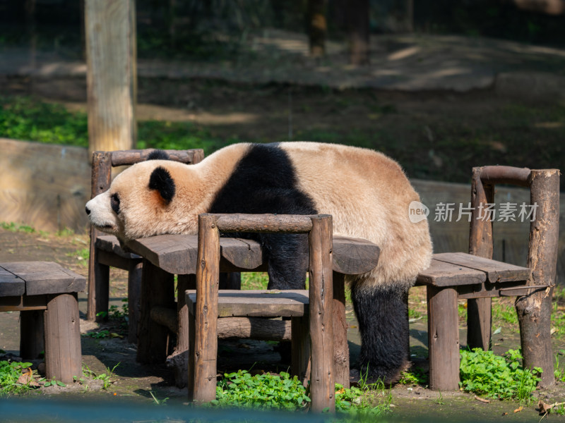 重庆动物园大熊猫