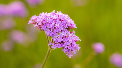 深圳湾公园的流花山公园马鞭草花海