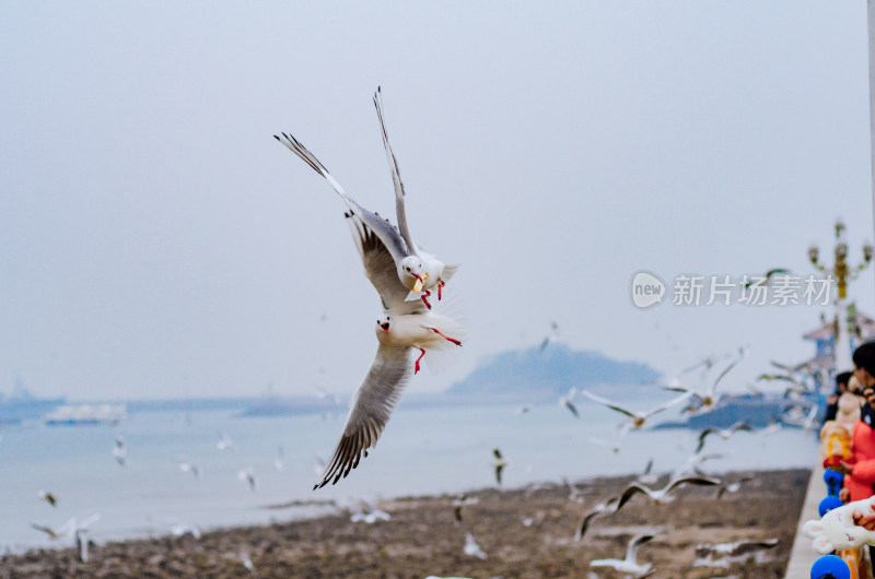 一群争抢食物的海鸥