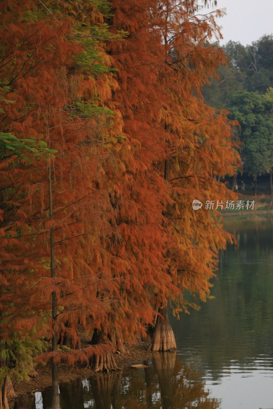 湖边红叶树木景观