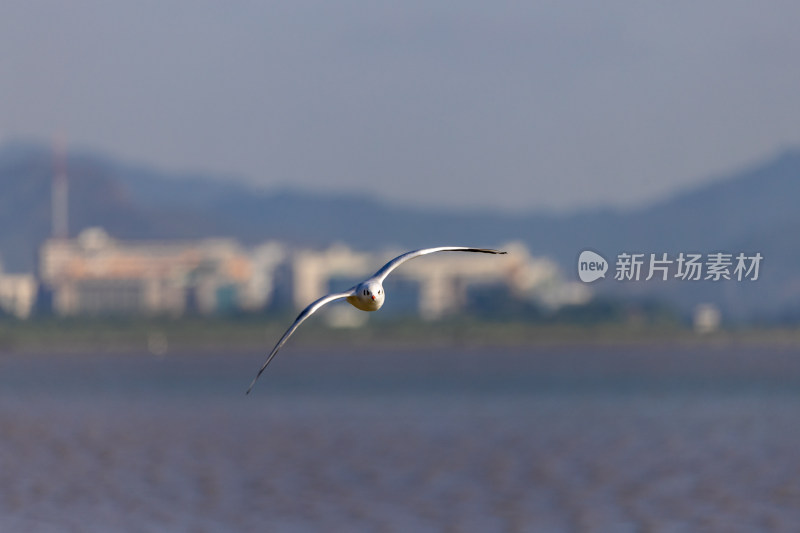 海鸥、红嘴鸥