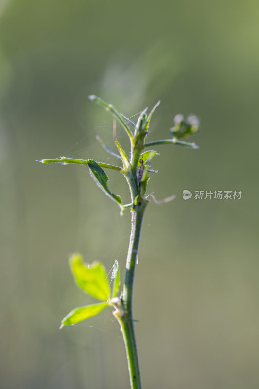 植物特写