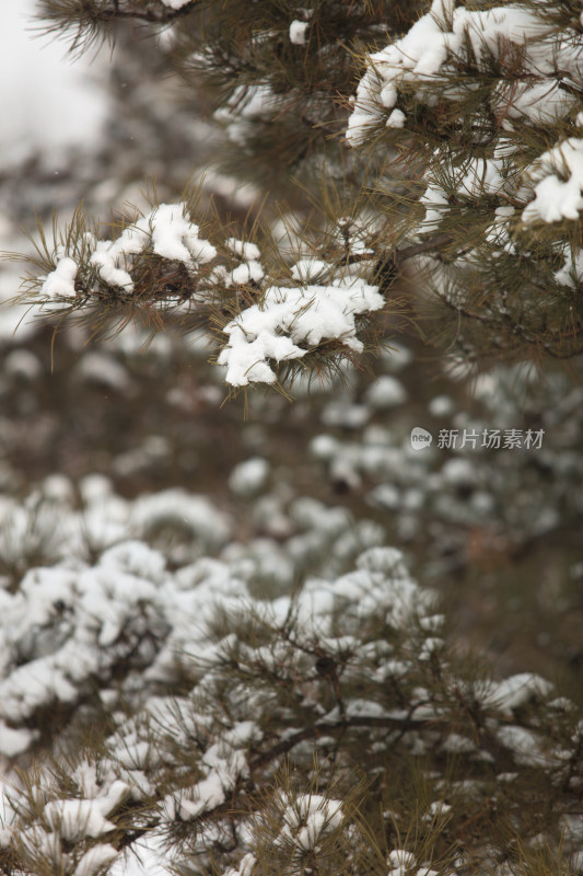 松树枝上的积雪在冬季