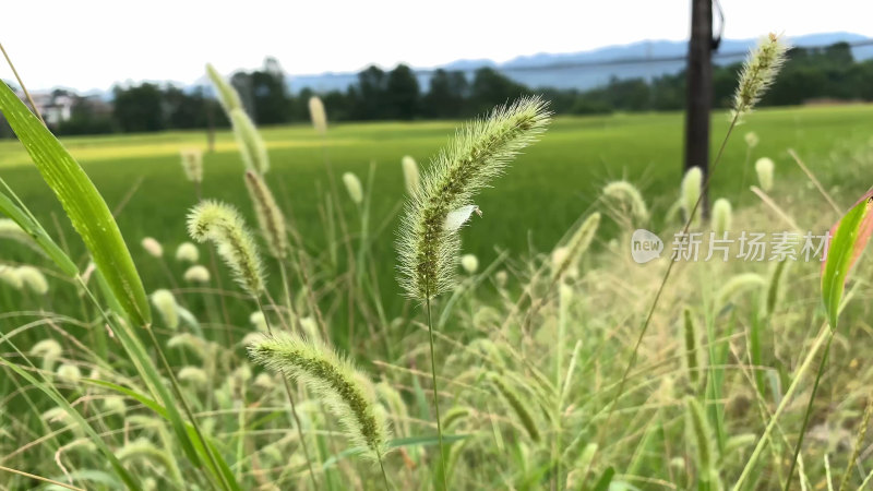 田野中的狗尾巴草特写