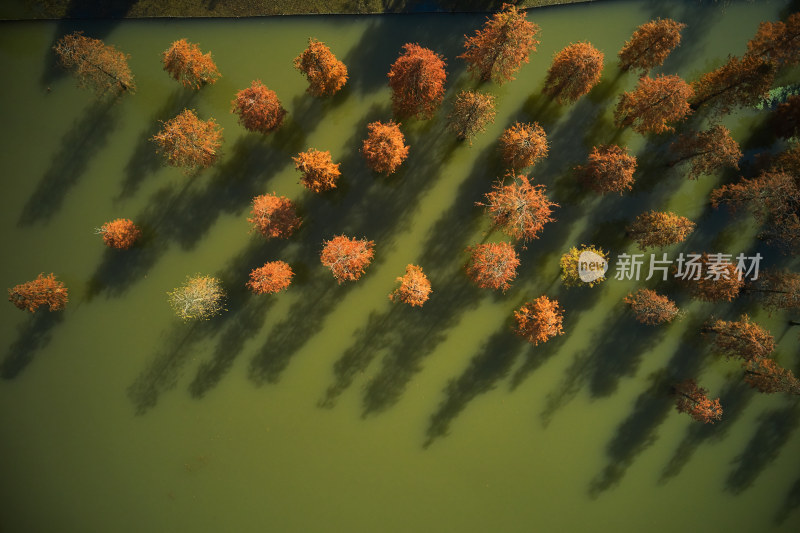上海青西郊野公园秋季水杉林