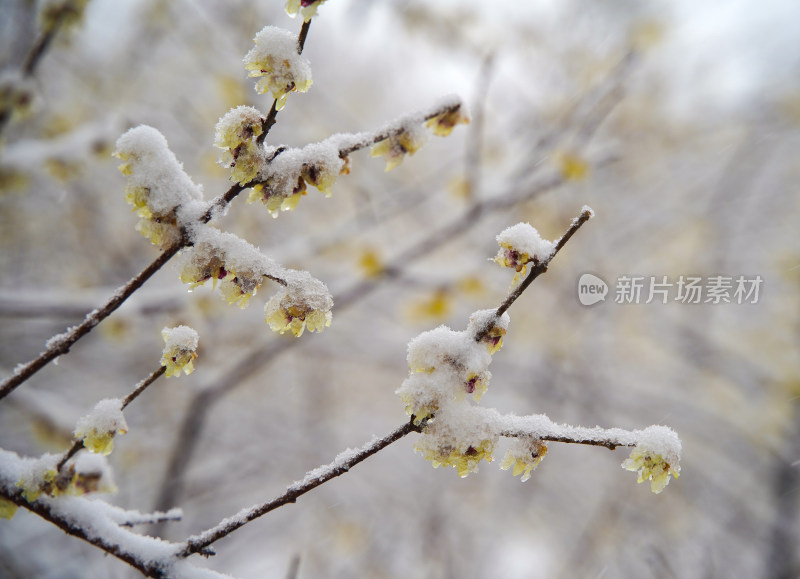 风雪中的腊梅花