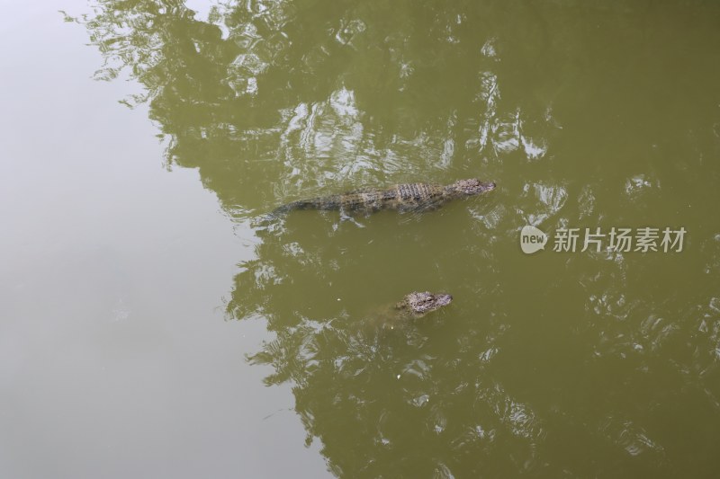 扬子鳄/安徽宣城扬子鳄景区