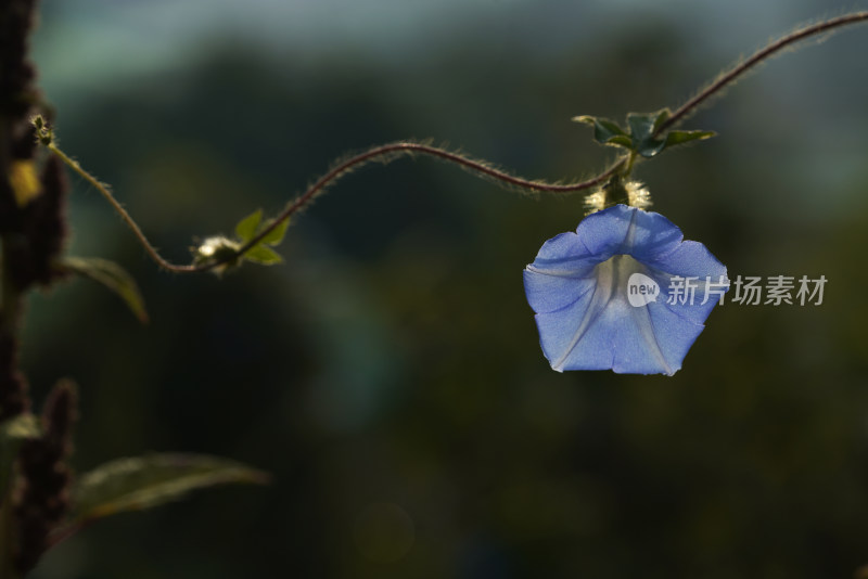 牵牛花特写全景合集