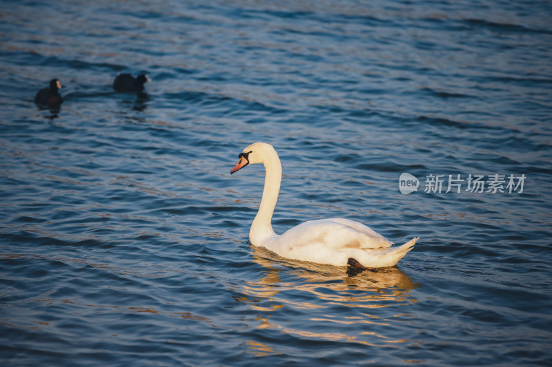 郑州北龙湖湿地公园的黑疣鼻天鹅