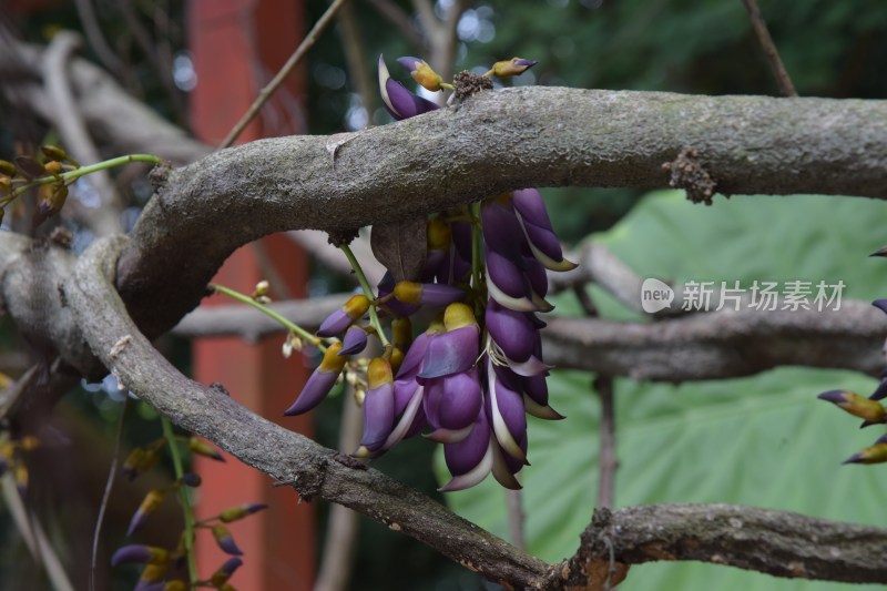 广东省东莞市大王山森林公园紫色禾雀花