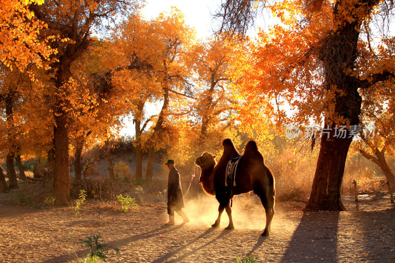 额济纳秋季胡杨林驼铃声声