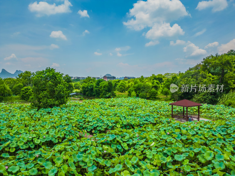 桂林的夏季荷塘风光