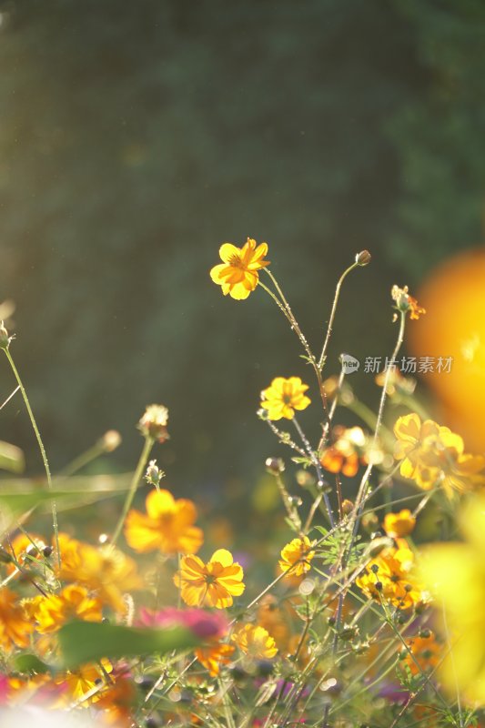 野雏菊花系列