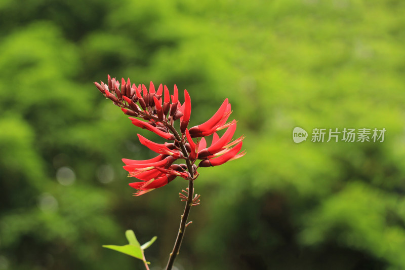 鸡冠刺桐,冠刺桐,海红豆,象牙红,象牙花