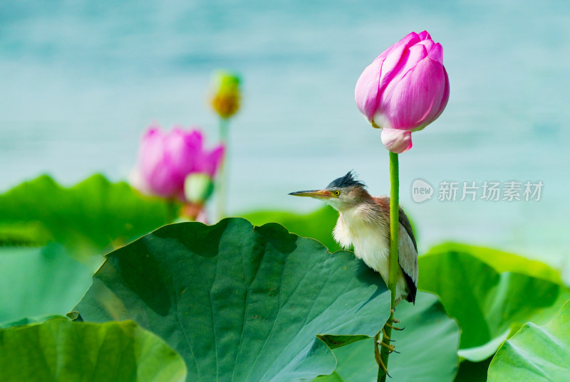 荷花与鸟