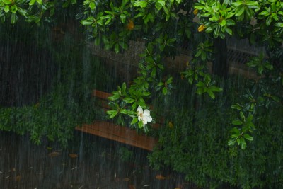 暴雨中的玉兰花和长椅