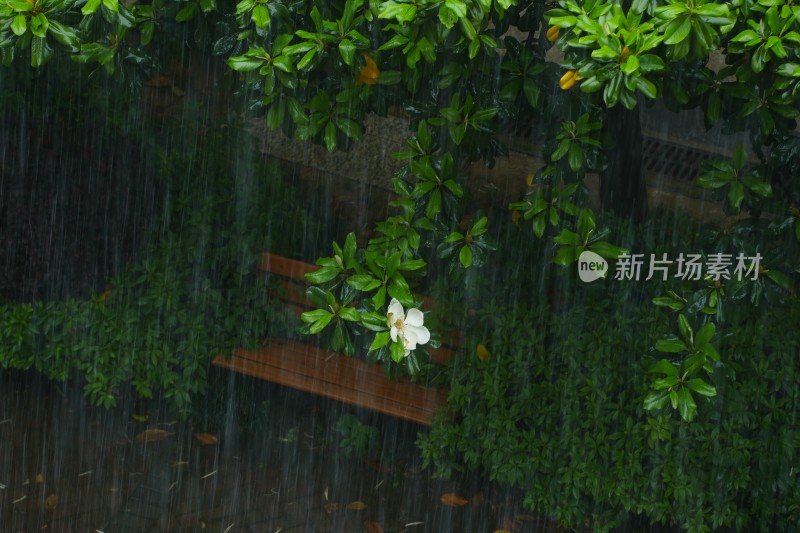 暴雨中的玉兰花和长椅