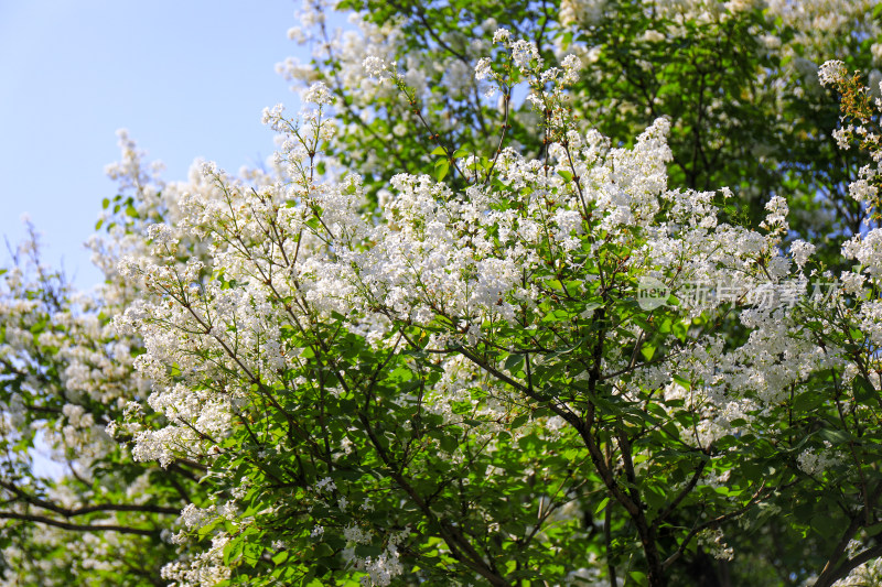 春天四月丁香花花卉开放治愈清新