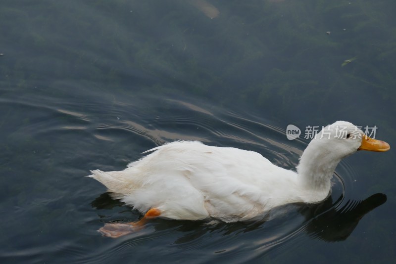 湖中戏水的大白鸭