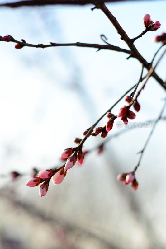 桃花花苞花蕊